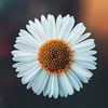norah_n