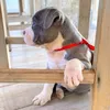 americanbully86