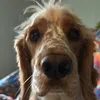 djwogglehead