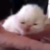 stinkinb