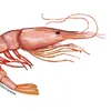 shrimpkopf