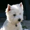 pituyrosi
