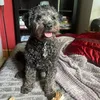 kenzoschichonpoo