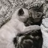 sono_cleliaa