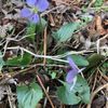 leaf.sage