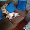 doguinho999