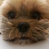 missmollycutestshorkie