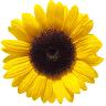 msunflowermm