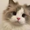 tabsssswinter