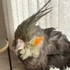 pqieii