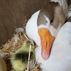 mothergoose0328