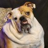 sassy_bulldogs