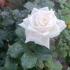 sultan24455777