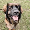 leonberger_friends