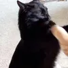 hssnd_miau