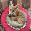 borokafox