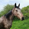 countryrider84
