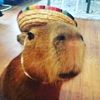 capybarafanpage