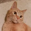 pepinella00