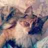 skylex_72