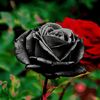 king_sam_nawabi1