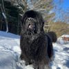 Recurve Newfoundland’s