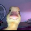 giggi369