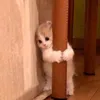 pscua_nz02