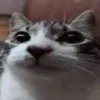 jvsuit