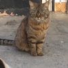 tviy_myshko