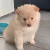 petitfleu