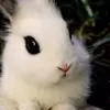 milkybunneh