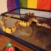 2_pythons