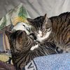 lilkittykittyy