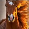 talal7480