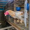 astrajingga_farm59