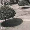 analilalili