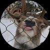 hotdog_777