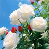 amirshoail777