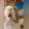 guinea_pigs003