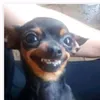 harroldvargas