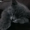 hwlloshitty