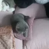 a_little_powder