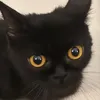 hacked by my cats