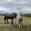 schimpensnoes