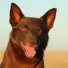 red_dog_2002