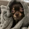 amalia_the_chihuahua