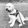 mabel_thecavapoo1