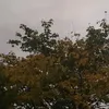 rraacco0nn