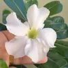 vanessarodrigues_80